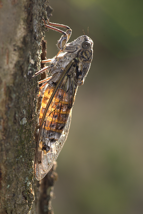 cicala cicada insect insetto, val d'aveto